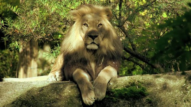 Lion in slow motion. shot on red epic