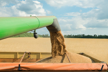 Combine harvester transferring freshly harvested wheat to trailer for transport