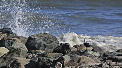A Seagull watching the Waves Break : This lone seagull watches the waves break high in front of him as water splashes overhead.It makes you wonder what he's thinking, perhaps mediating.