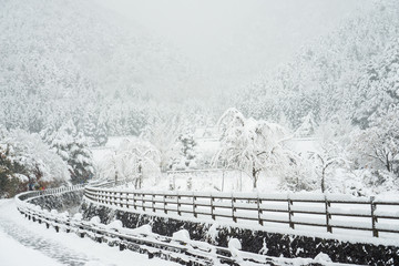 Snowy landscape in Kawaguchiko, Japan, Tree and mountain covered by white snow, Winter forest and mountain