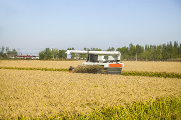 Fototapeta premium Autumn harvest of ripe rice