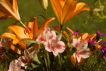 Obraz premium flores de Lirios