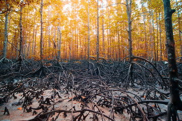 Tropical mangrove forest at coast.