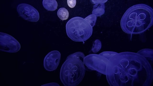 jellyfish sea life background. shoot on red epic