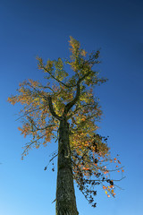 A colorful tree on blue sky background