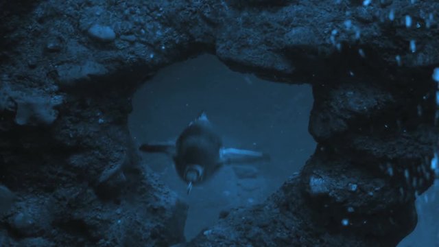 penguins swimming. shoot on red epic.