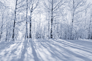 Monochrome winter forest landscape in frost.