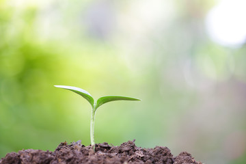 growing plants 