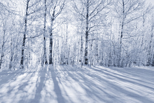 Fototapeta Monochrome winter forest landscape in frost.