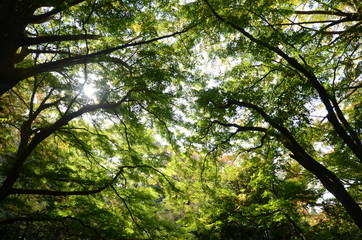 獅子舞の紅葉　初旬