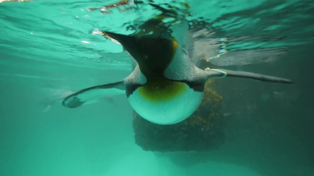 penguins swimming. shoot on red epic.