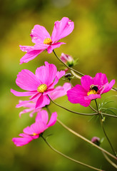 Pink Wildflowers in Autumn