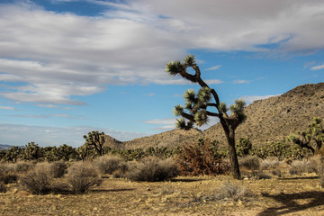 Joshua tree with bright blue sky background