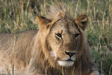 Young lion lying in grass, looking off to the right