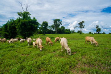 Fototapeta premium Cows grazing on a green field.