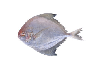 raw black pomfret fish on white background