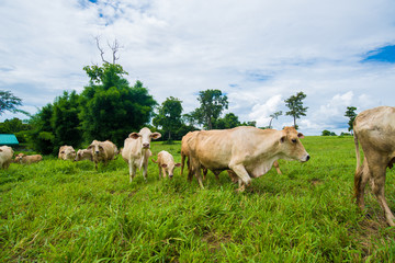 Cows grazing on a green field.