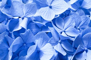 Acrylic prints Hydrangea Blue hydrangea