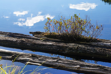 Fototapeta na wymiar Driftwood in Lac en Coeur, Mandeville, Quebec