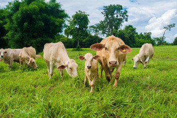 Cows grazing on a green field.