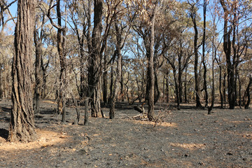 Fototapeta premium bushland after a planned burn to minimise impact should a bushfire occur