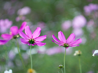 Fototapeta premium Pink cosmos