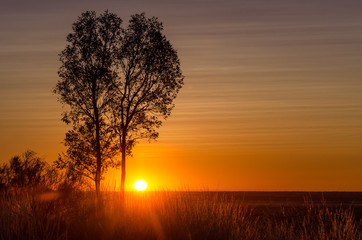 Fototapeta na wymiar Desert Sunset and trees
