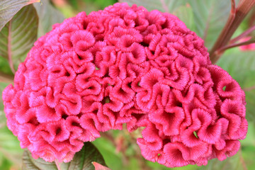 Cockscomb or Celosia flower on a colorful leaf background.