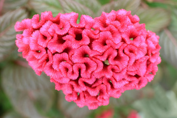 Cockscomb or Celosia flower on a colorful leaf background.