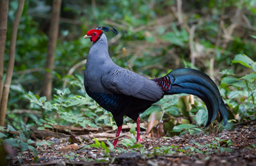 Close up of  male Siamese fireback ( Lophura diardi) 