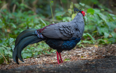 Close up of  male Siamese fireback ( Lophura diardi) 