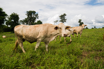 Cows grazing on a green field.