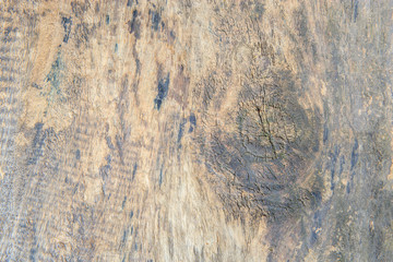 top view of tree stump or plank texture for background