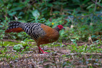 Close up of  female Siamese fireback ( Lophura diardi) 