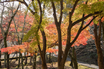 紅葉