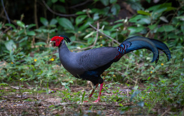 Close up of  male Siamese fireback ( Lophura diardi) 