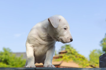 Obraz na płótnie Canvas white bull terrier puppy portrait.