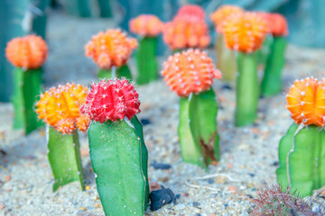 colorful cactus in sand or desert.