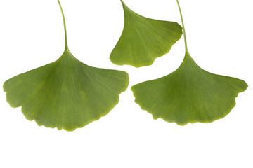 Ginkgo leaf, isolated on white.
