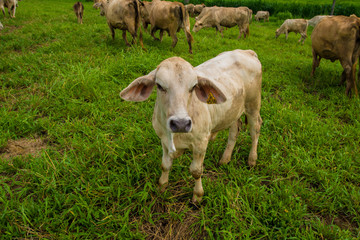 Obraz na płótnie Canvas Cows grazing on a green field.