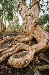 Obraz premium Tree clutching soil