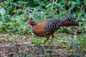 Close up of  female Siamese fireback ( Lophura diardi) 