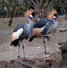 Grey Crowned Crane Couple/Two grey crowned cranes standing together
