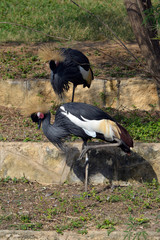 Grey Crowned Crane Pair/Pair of Crowned cranes