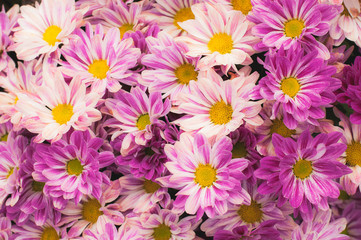 Close up flowers background colorful  purple Gerbera flowering in garden,Summer or Spring day concept