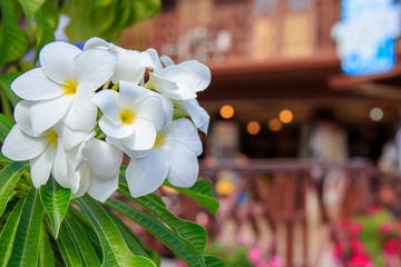 beautiful white frangipani flowers.