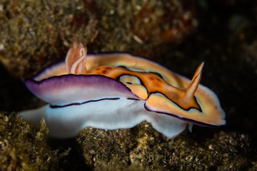 Colorful Nudibranch (Chromodoris coi) Crawling Over Seafloor