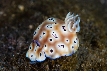 Colorful Nudibranch (Hypselodoris tryoni) in Komodo National Park