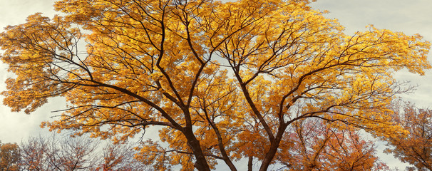 Крона дерева на переднем плане © chingis61