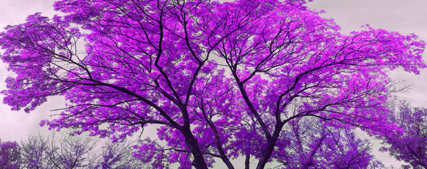 Крона дерева на переднем плане © chingis61